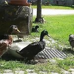 Farma Auerhof Schladming
