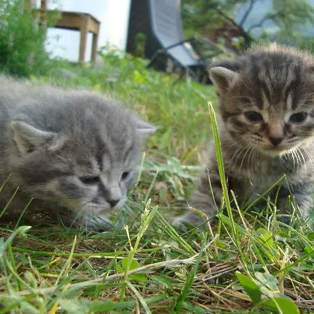 Auerhof * シュラートミンク