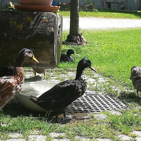 Фермерський будинок Auerhof Шладмінг