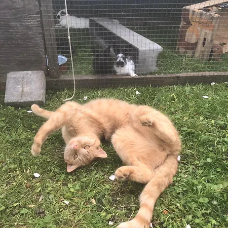 Фермерський будинок Auerhof