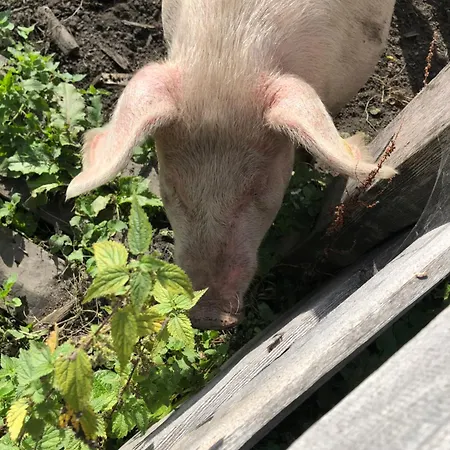 Фермерський будинок Auerhof Шладмінг