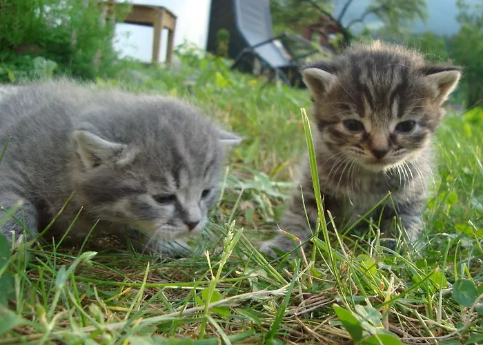 Auerhof * Schladming