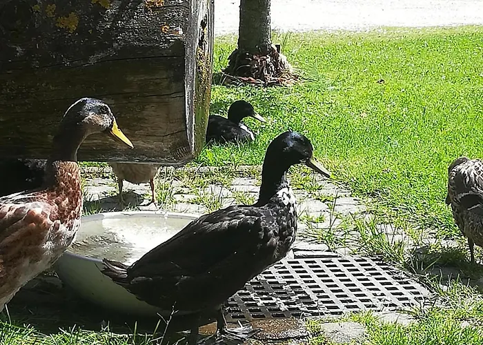Vakantieboerderij Auerhof Schladming