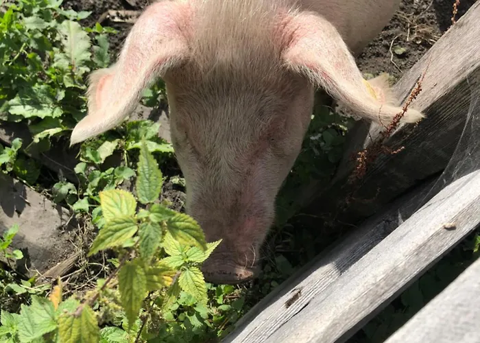 Farma Auerhof Schladming